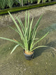 Iris ensata 'Variegata'