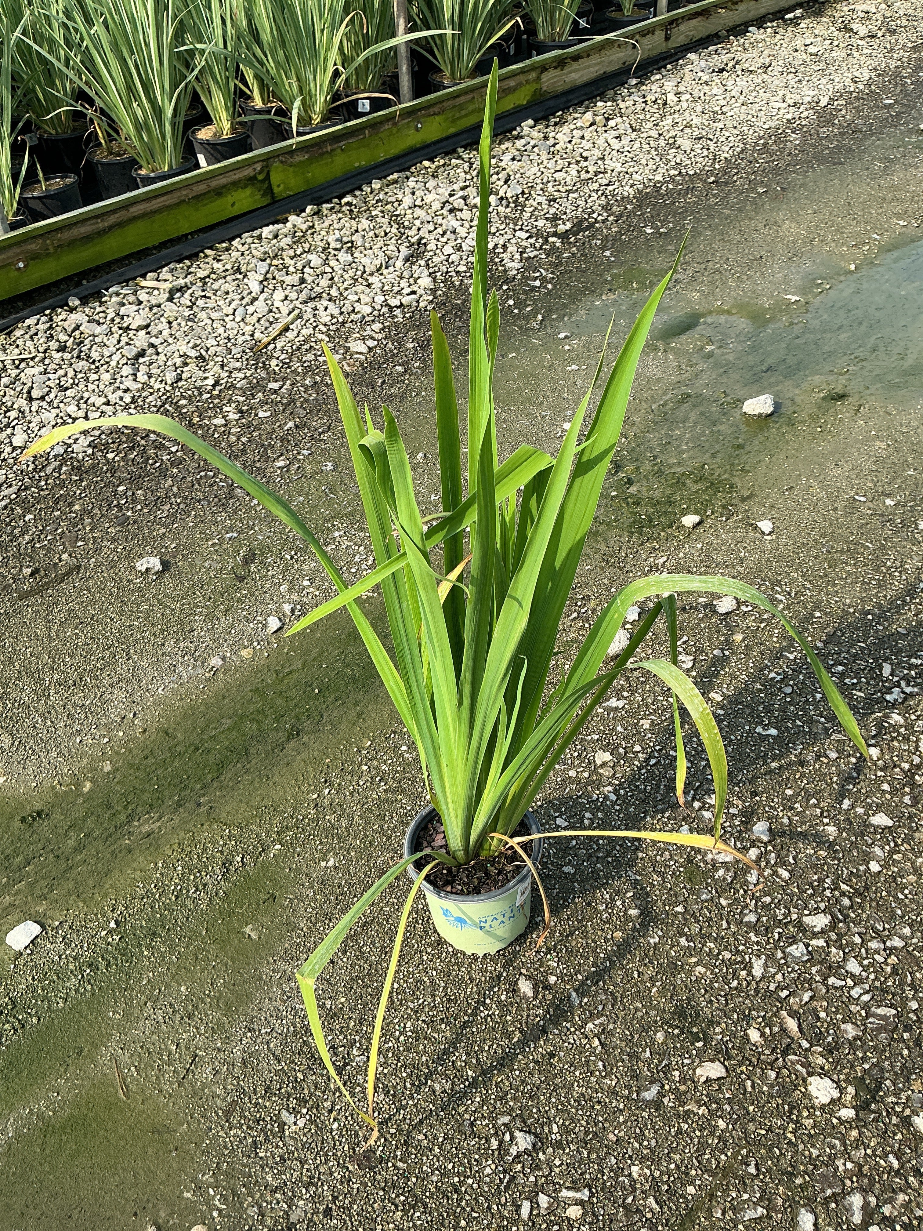 Iris versicolor