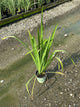 Iris versicolor