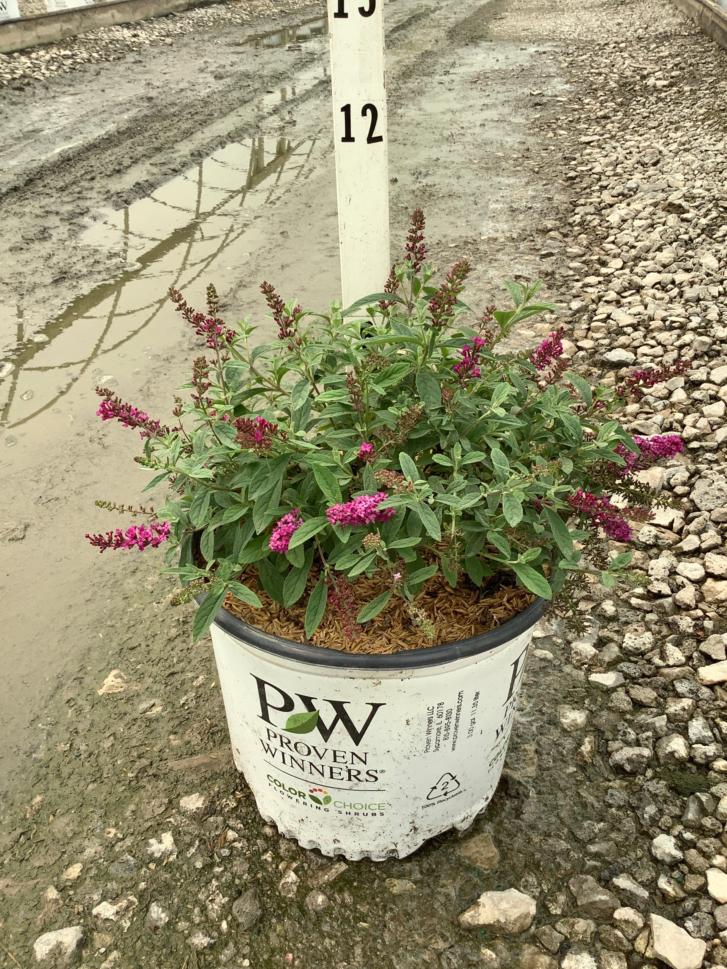 Buddleia 'Lo-Behold Ruby Chip'