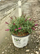Buddleia 'Lo-Behold Ruby Chip'