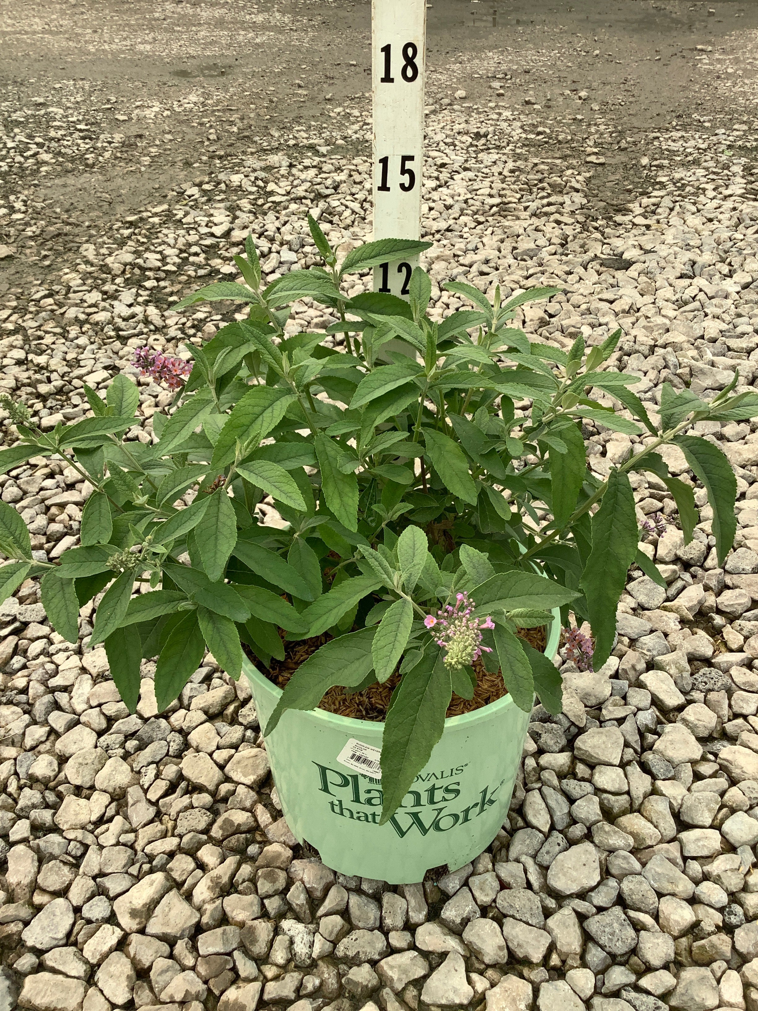 Buddleia x weyeriana 'Bicolor'
