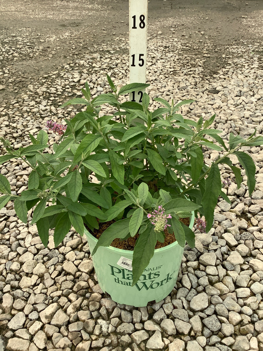 Buddleia x weyeriana 'Bicolor' â€” G3 PTW