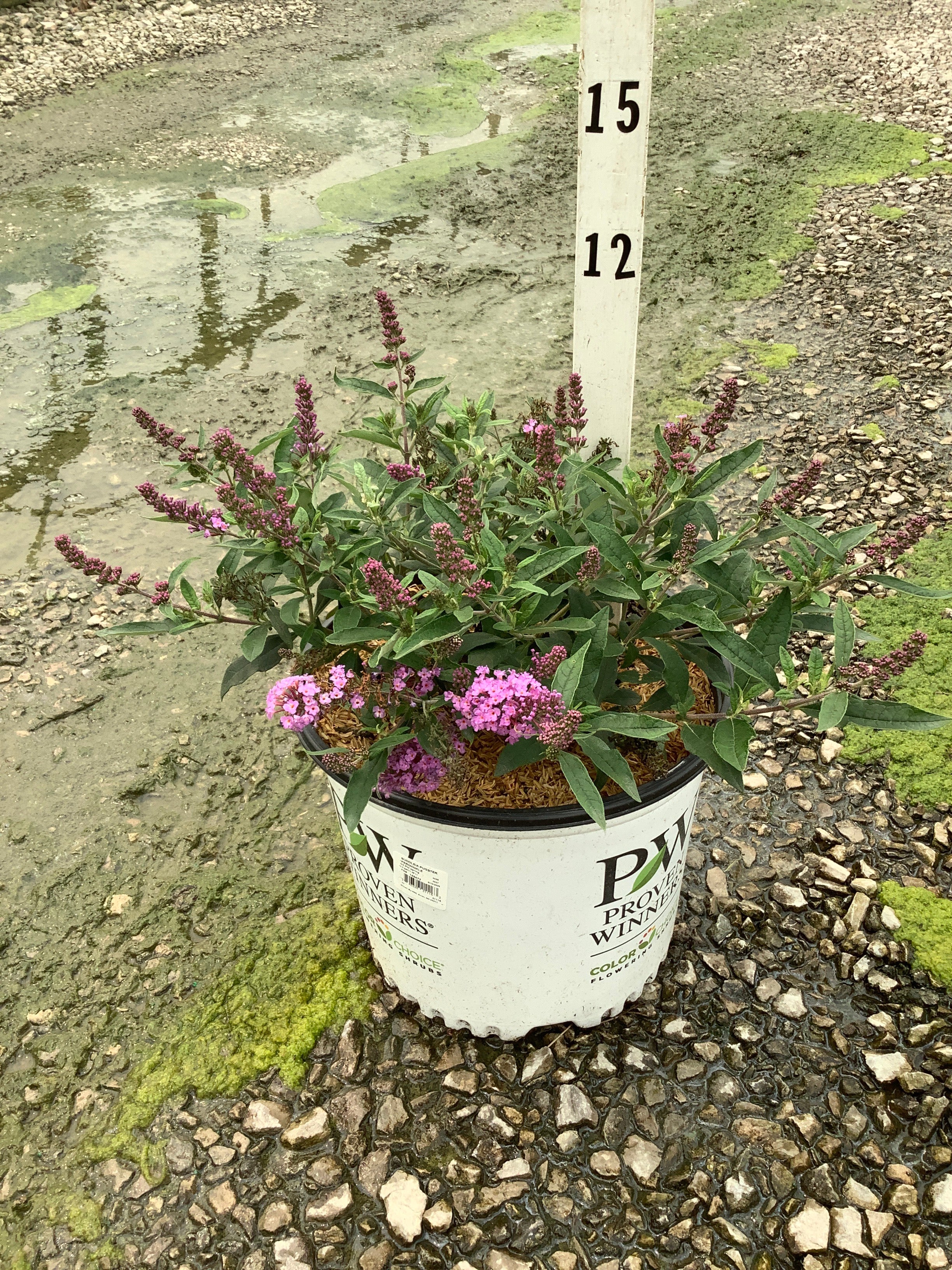 Buddleia 'Pugster Periwinkle'