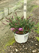 Buddleia 'Pugster Periwinkle'