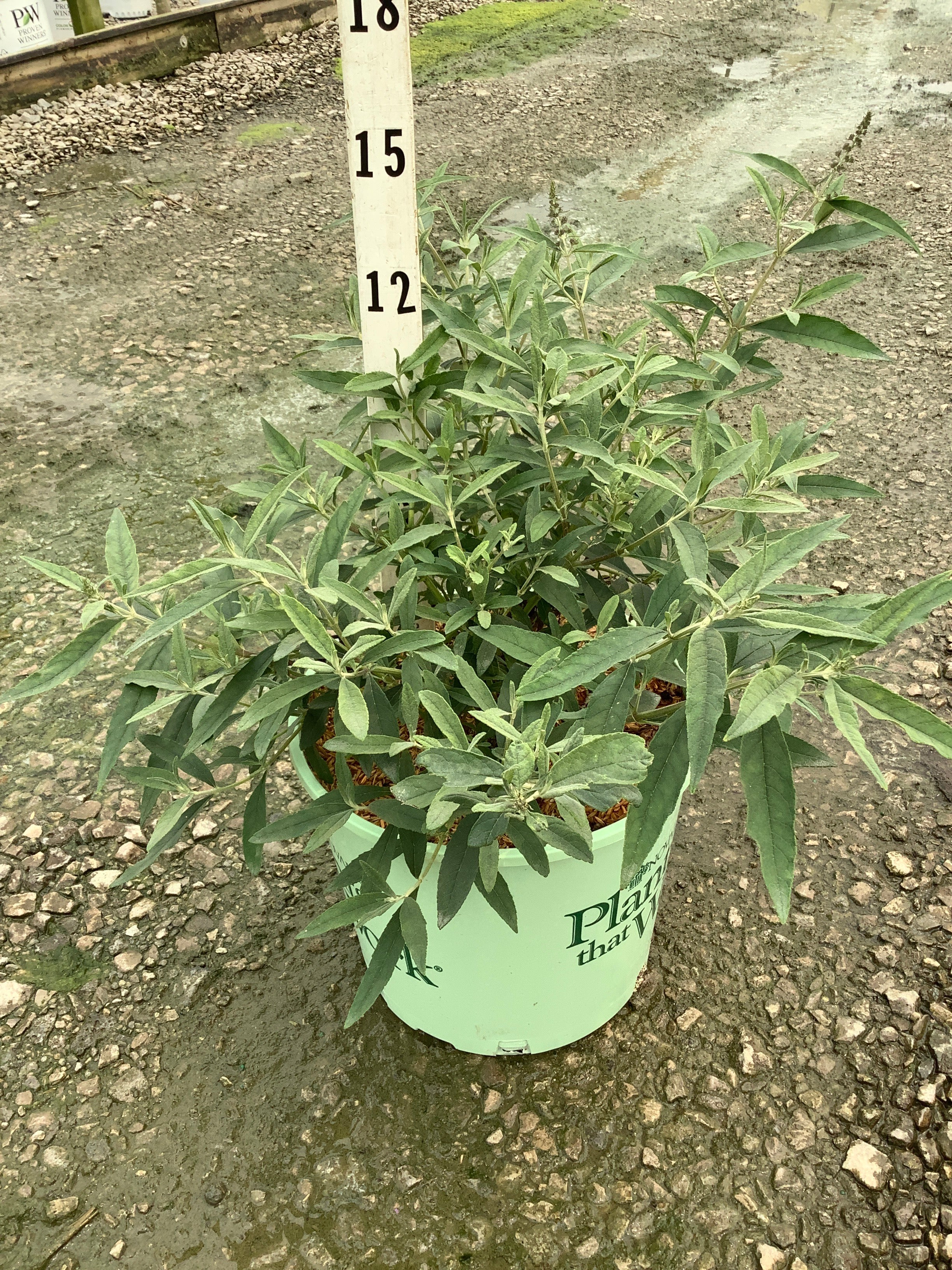 Buddleia 'Pink Cascades'