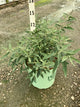 Buddleia 'Pink Cascades'