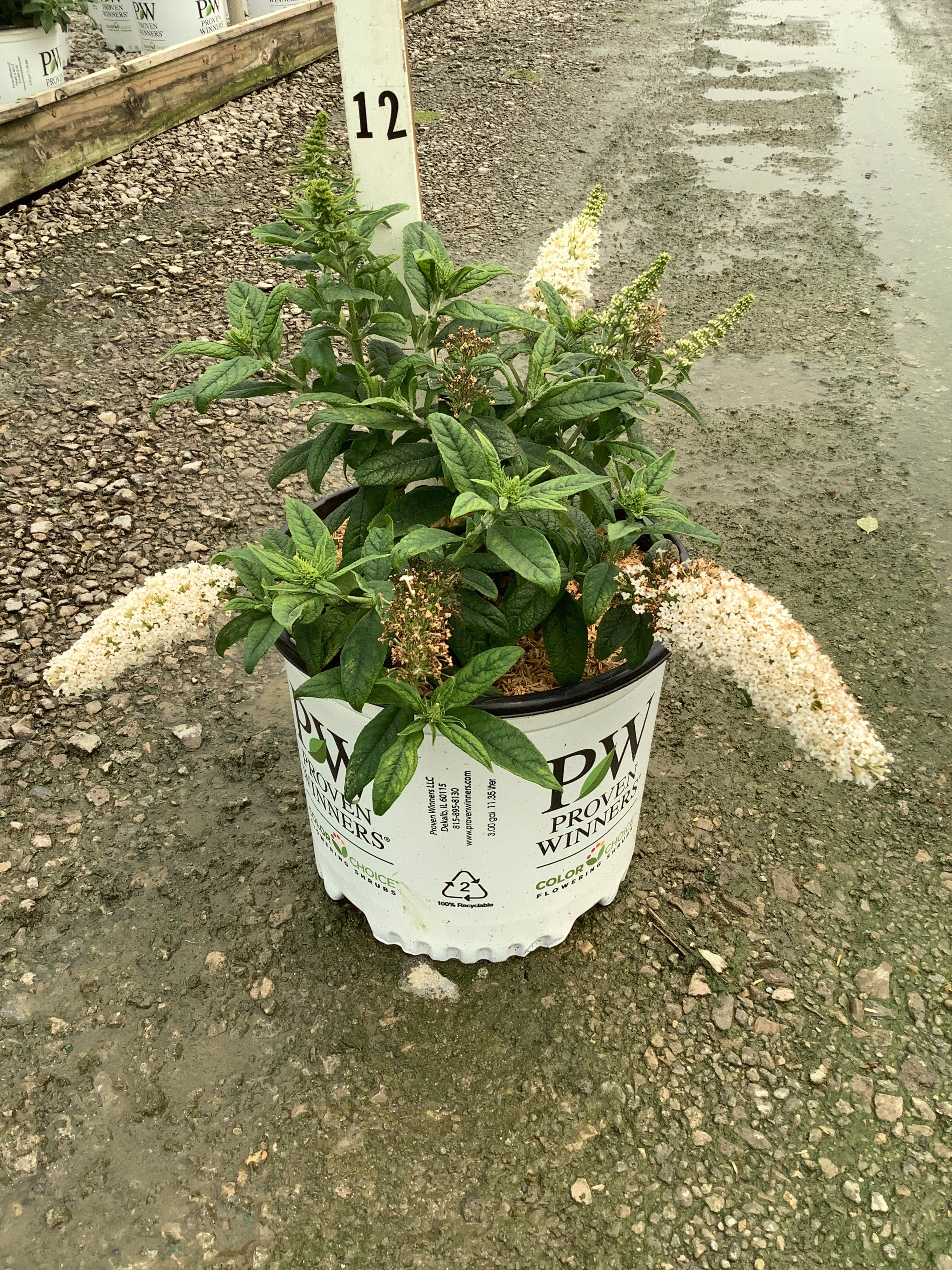 Buddleia 'Pugster White'