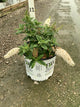 Buddleia 'Pugster White'
