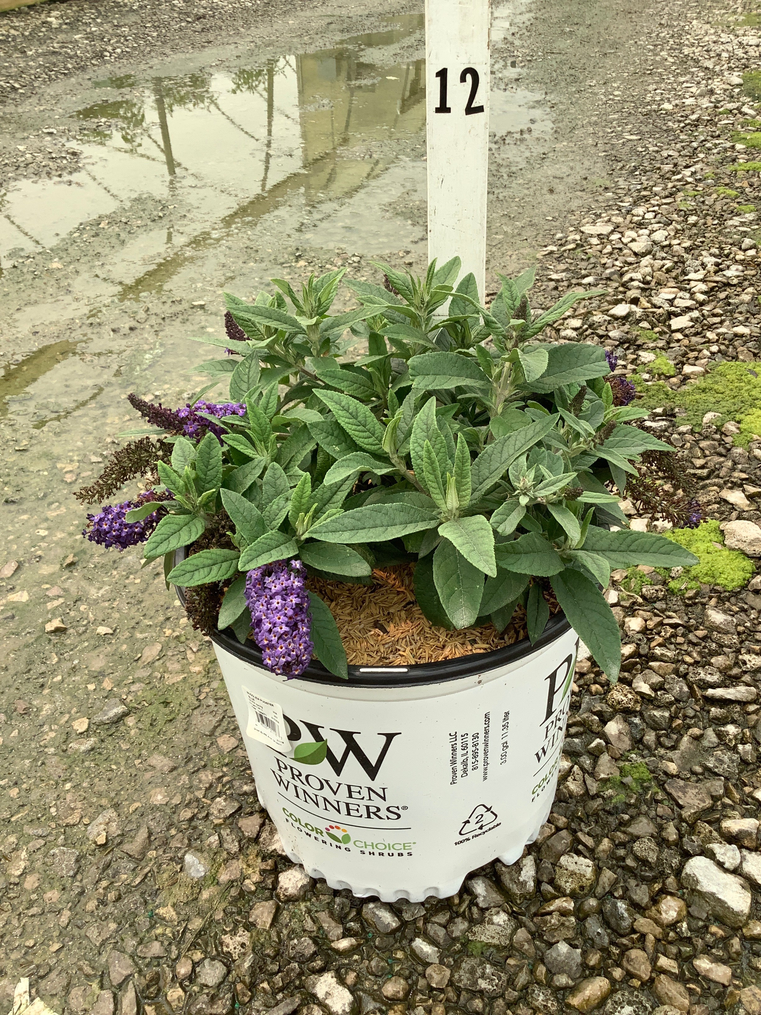Buddleia 'Pugster Blue'