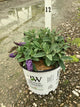 Buddleia 'Pugster Blue'