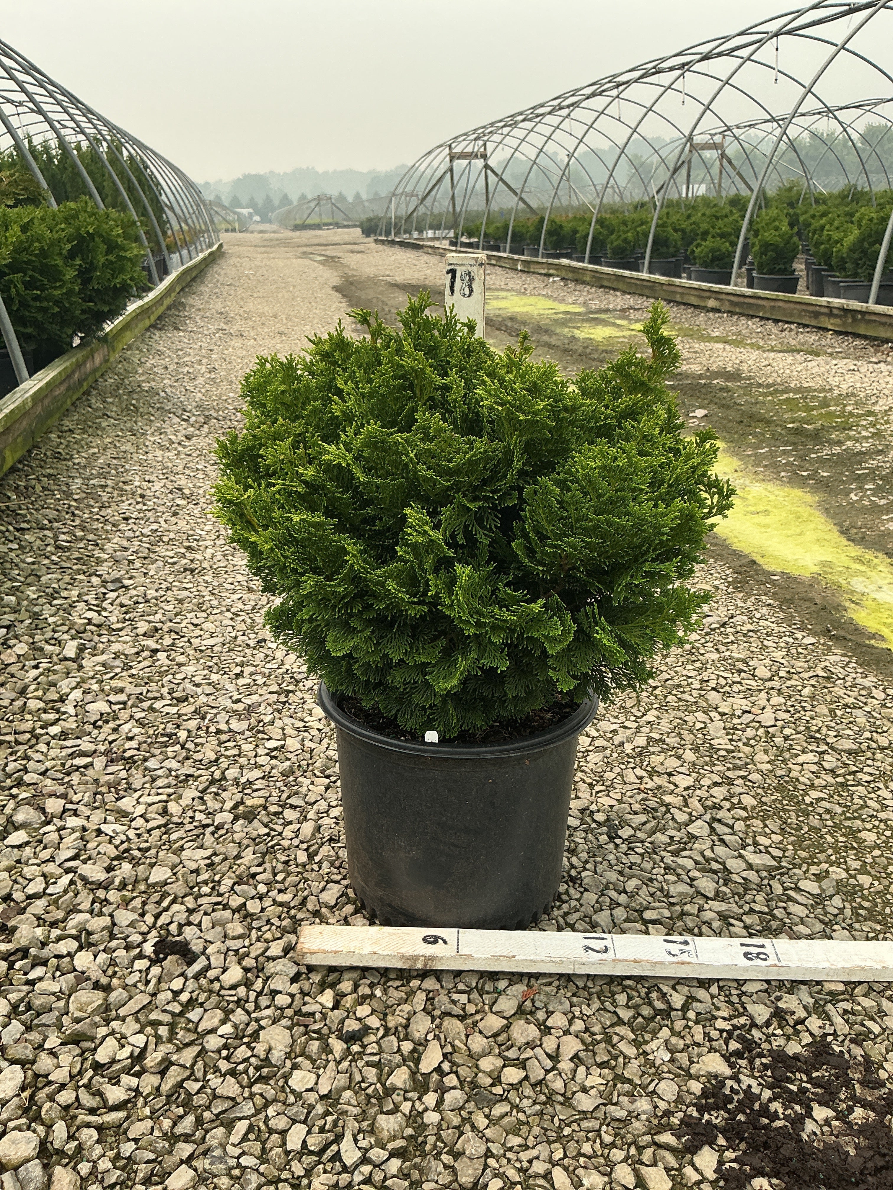 Chamaecyparis obtusa 'Tempelhof'