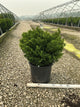 Chamaecyparis obtusa 'Tempelhof'