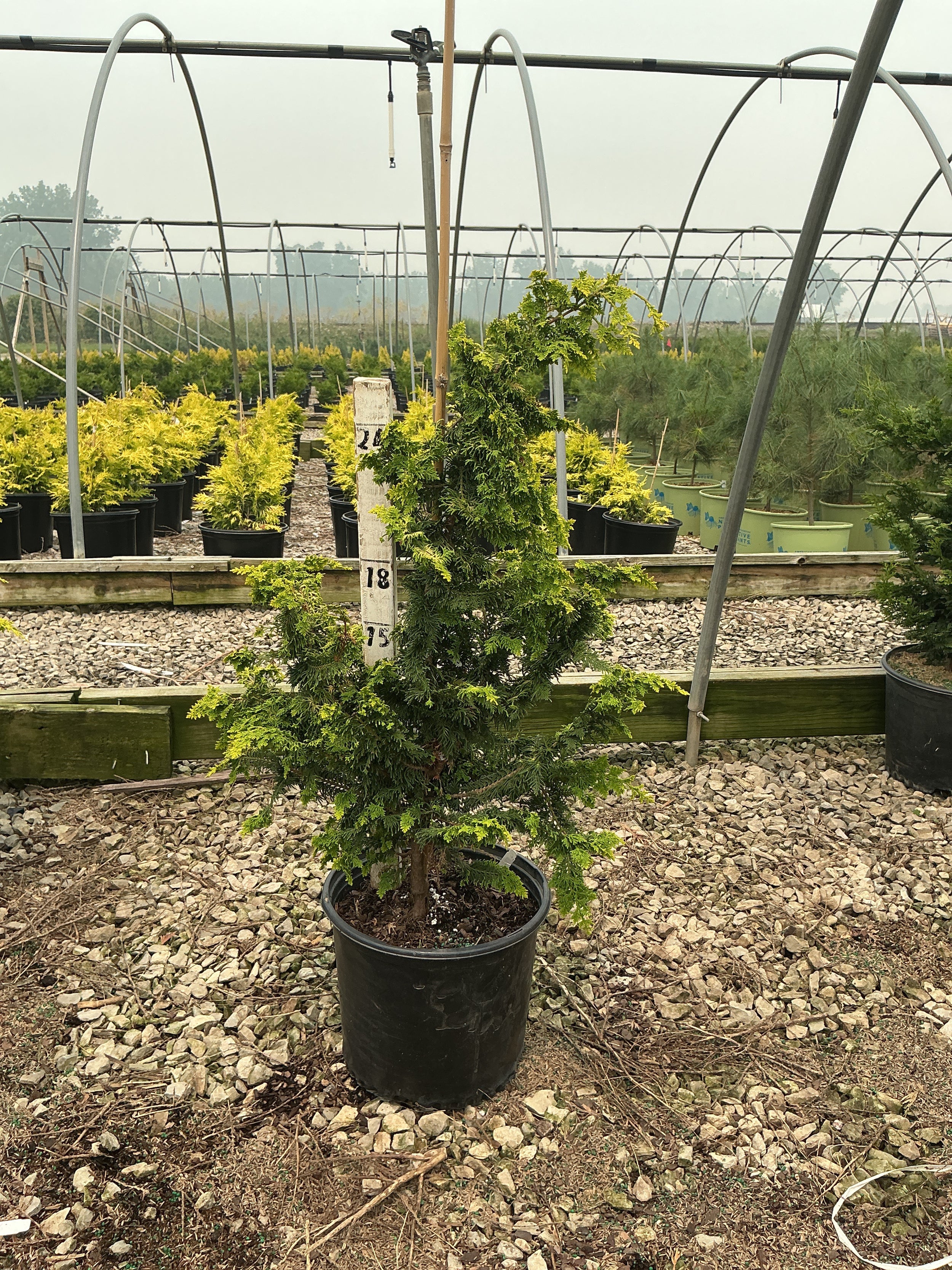 Chamaecyparis obtusa 'Fernspray Gold'
