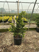 Chamaecyparis obtusa 'Fernspray Gold'