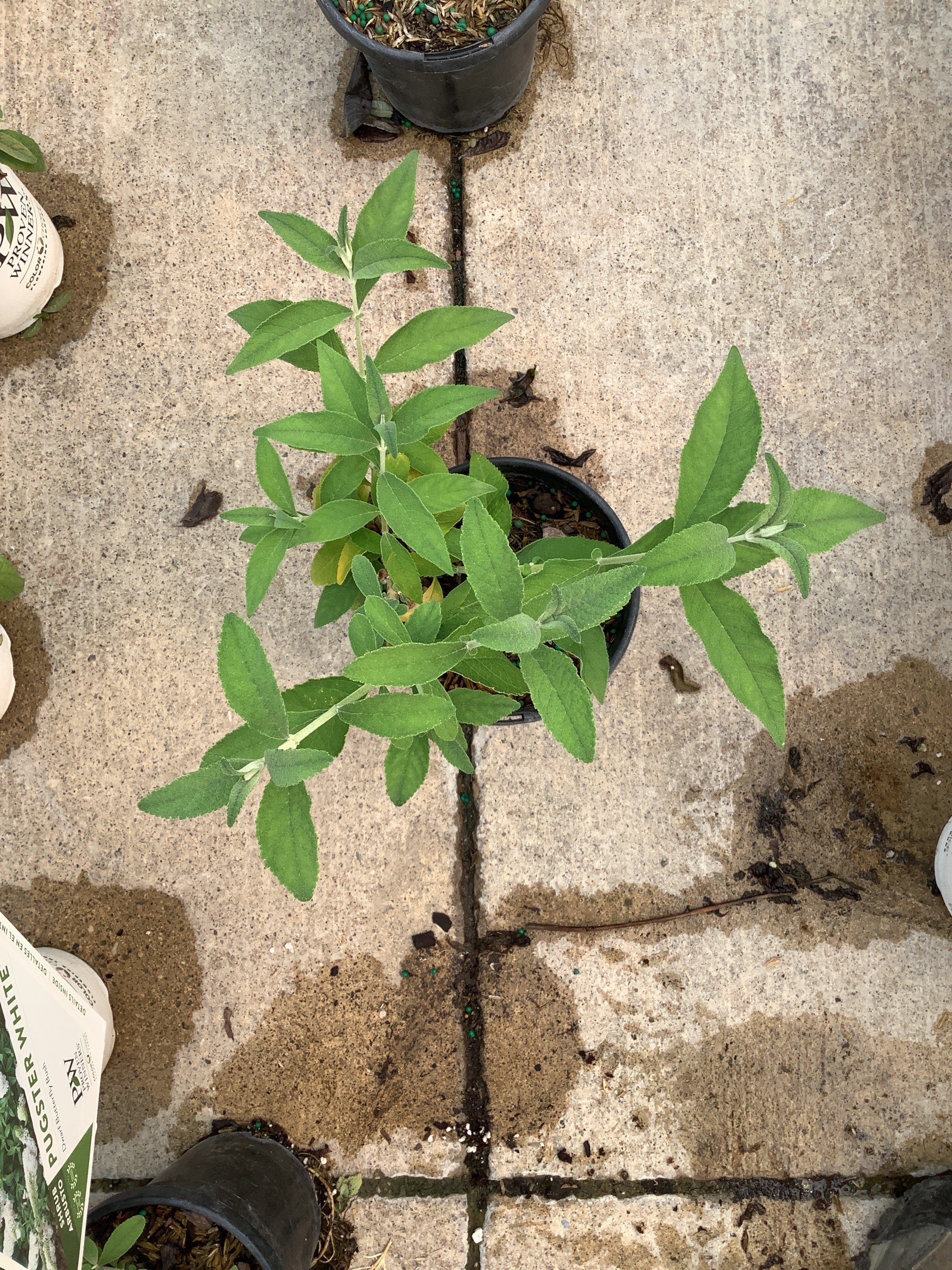 Buddleia x weyeriana 'Bicolor'