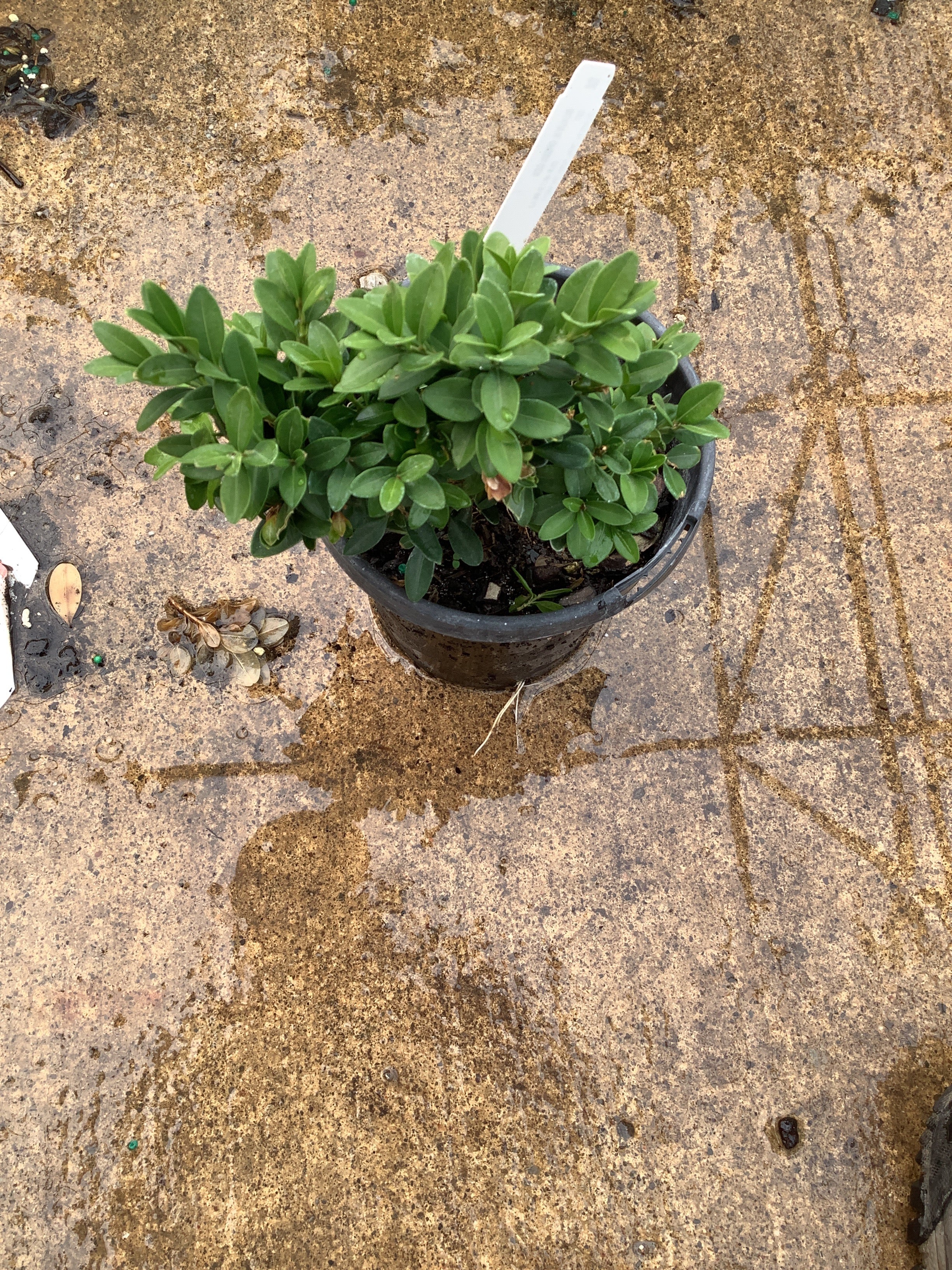 Buxus microphylla 'Green Gem'
