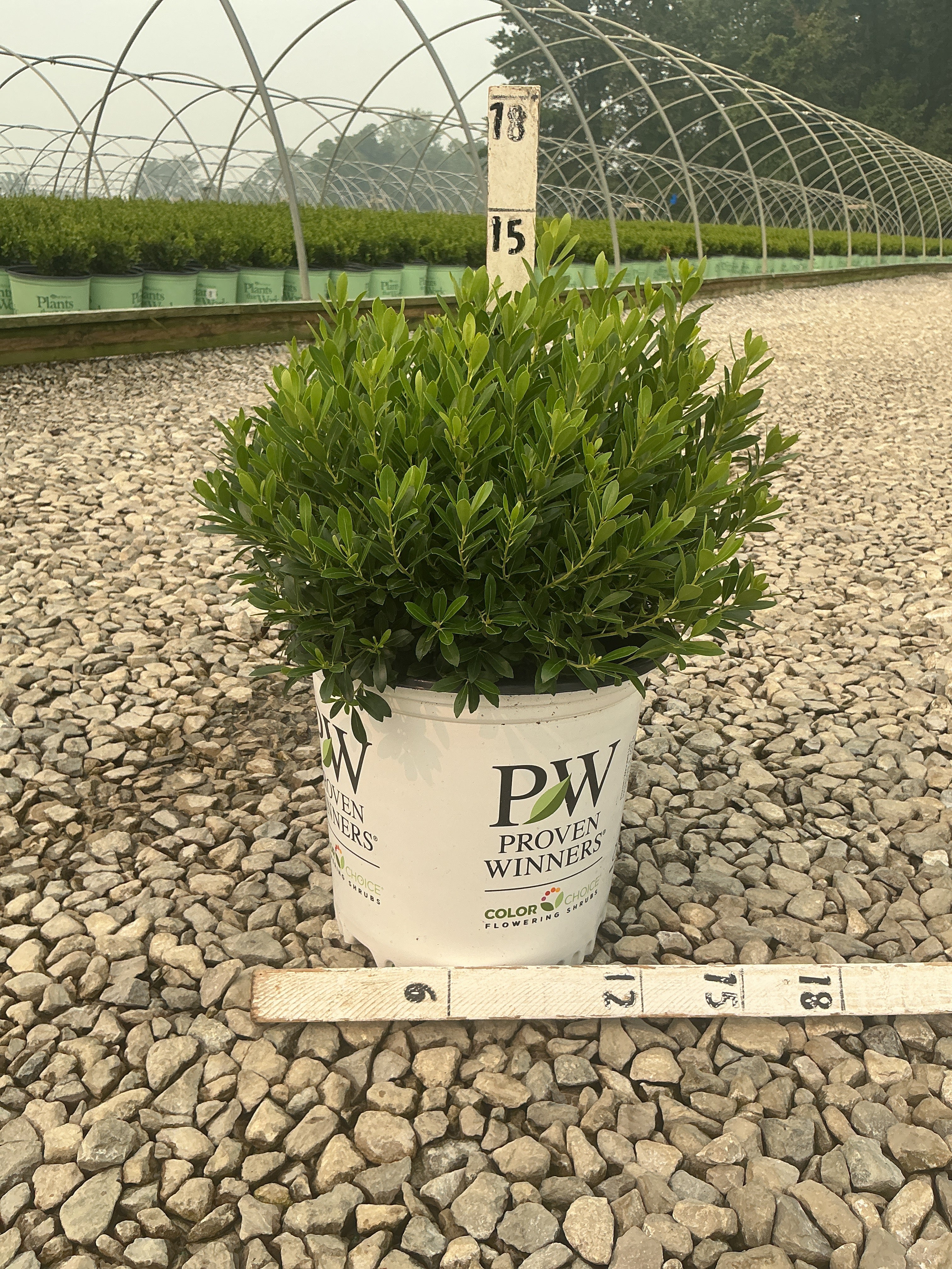 Ilex glabra 'Strong Box'