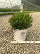 Ilex glabra 'Strong Box'