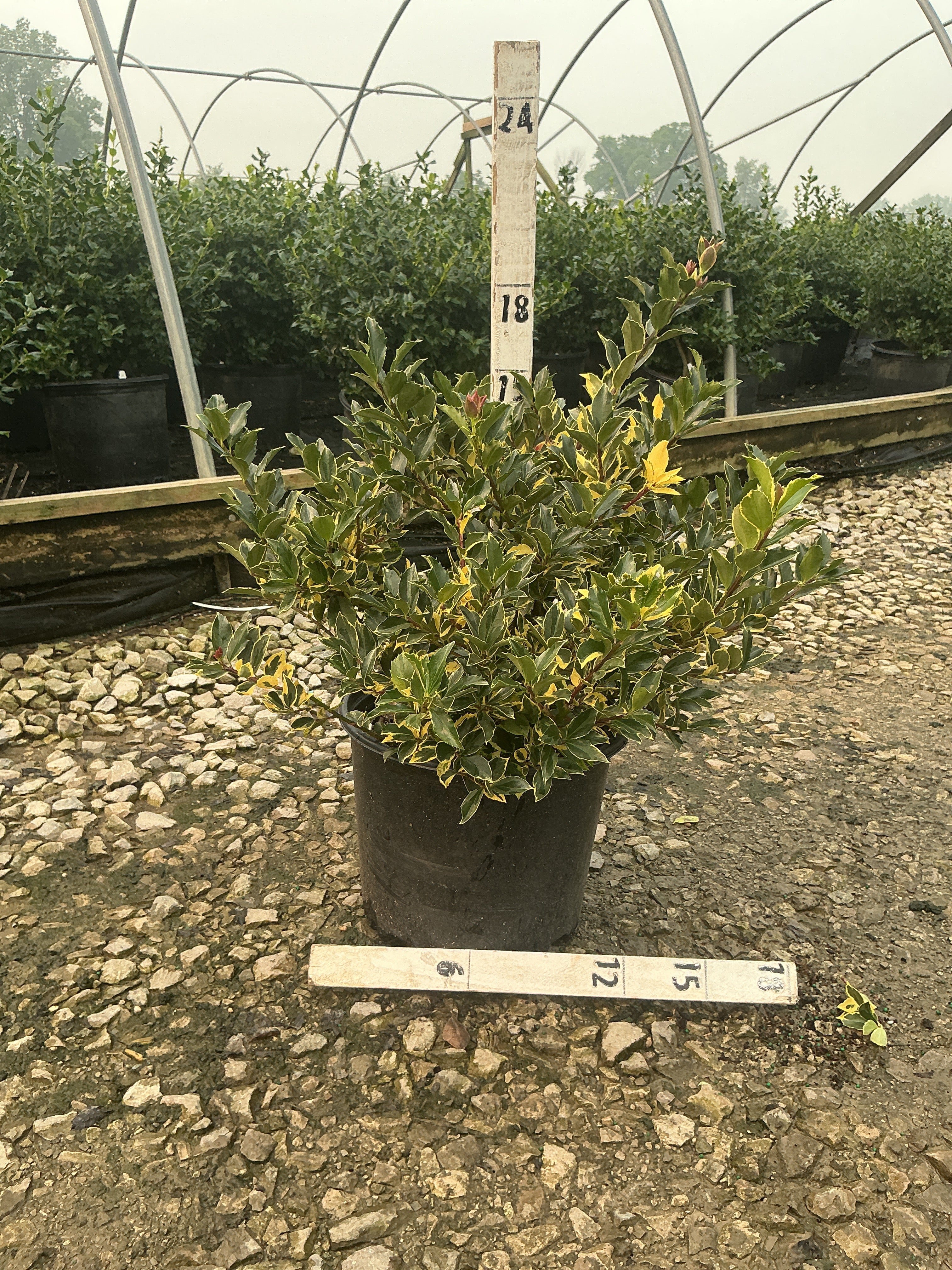 Ilex x meserveae 'Honeymaid'