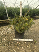 Ilex x meserveae 'Honeymaid'