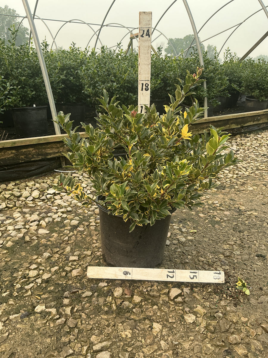 Ilex x meserveae 'Honeymaid' â€” G3 15