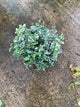 Euonymus fortunei 'Emerald Gaiety'