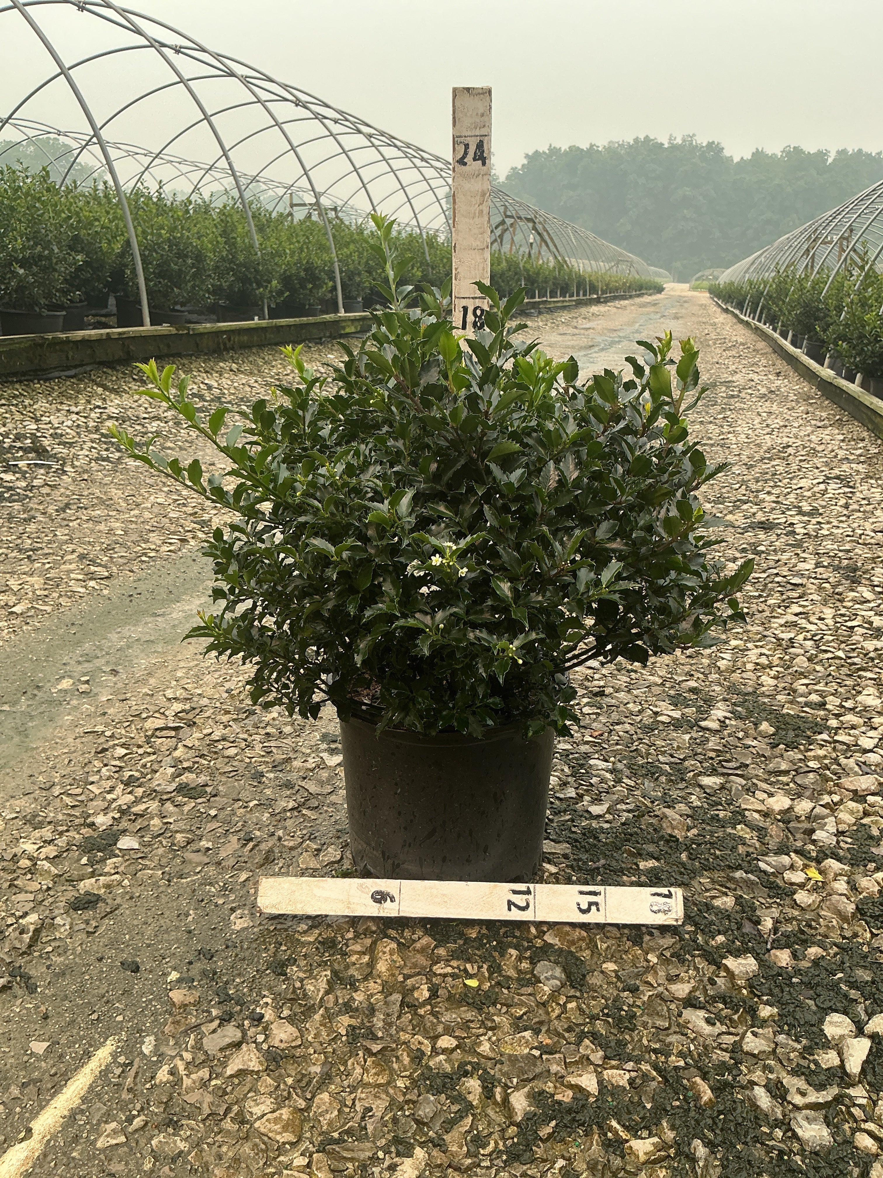 Ilex x meserveae 'Royal Family'