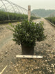 Ilex x meserveae 'Royal Family'