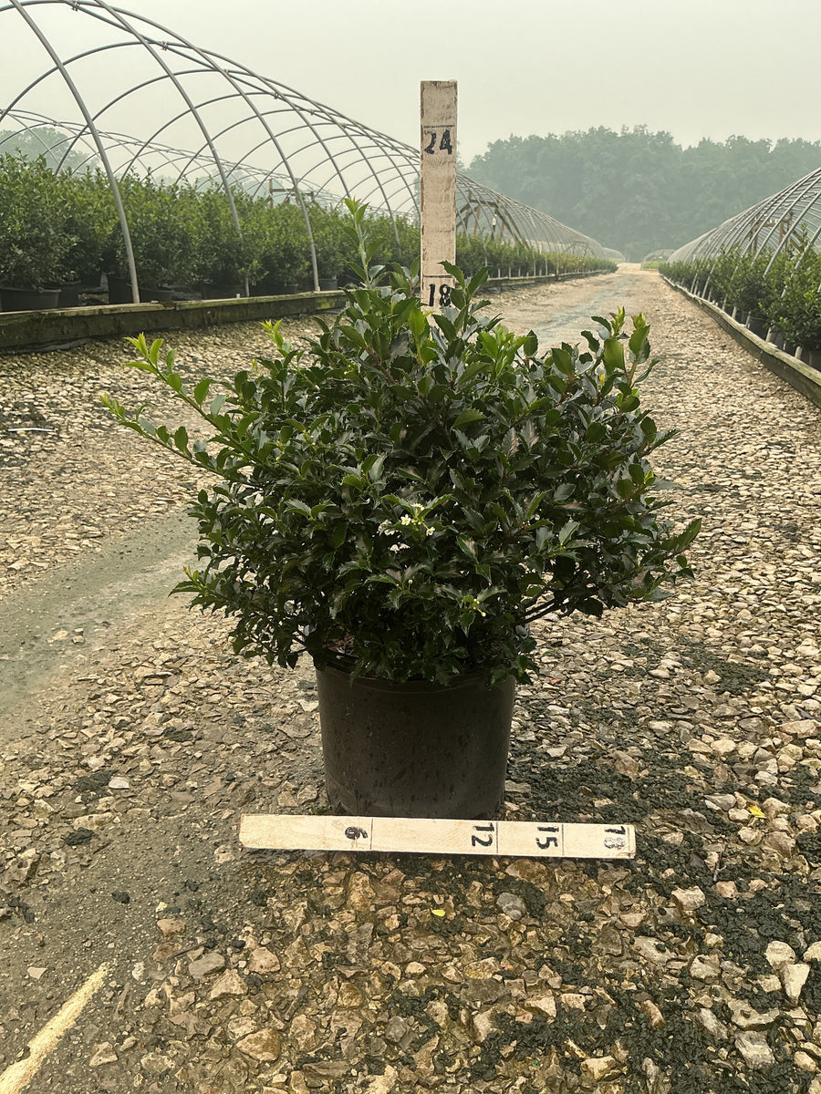 Ilex x meserveae 'Royal Family' â€” G3 15