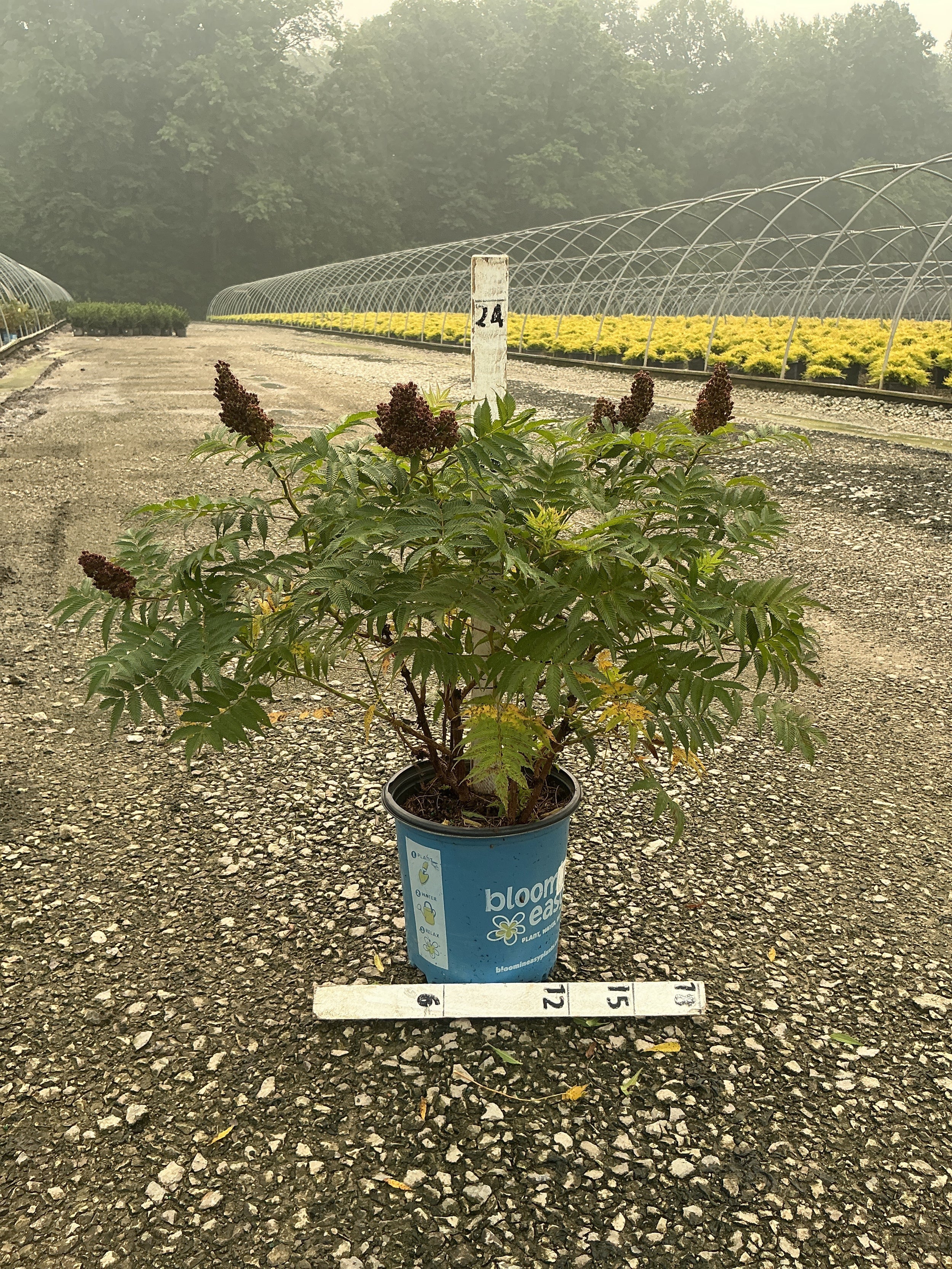 Sorbaria 'Cherry On Top'