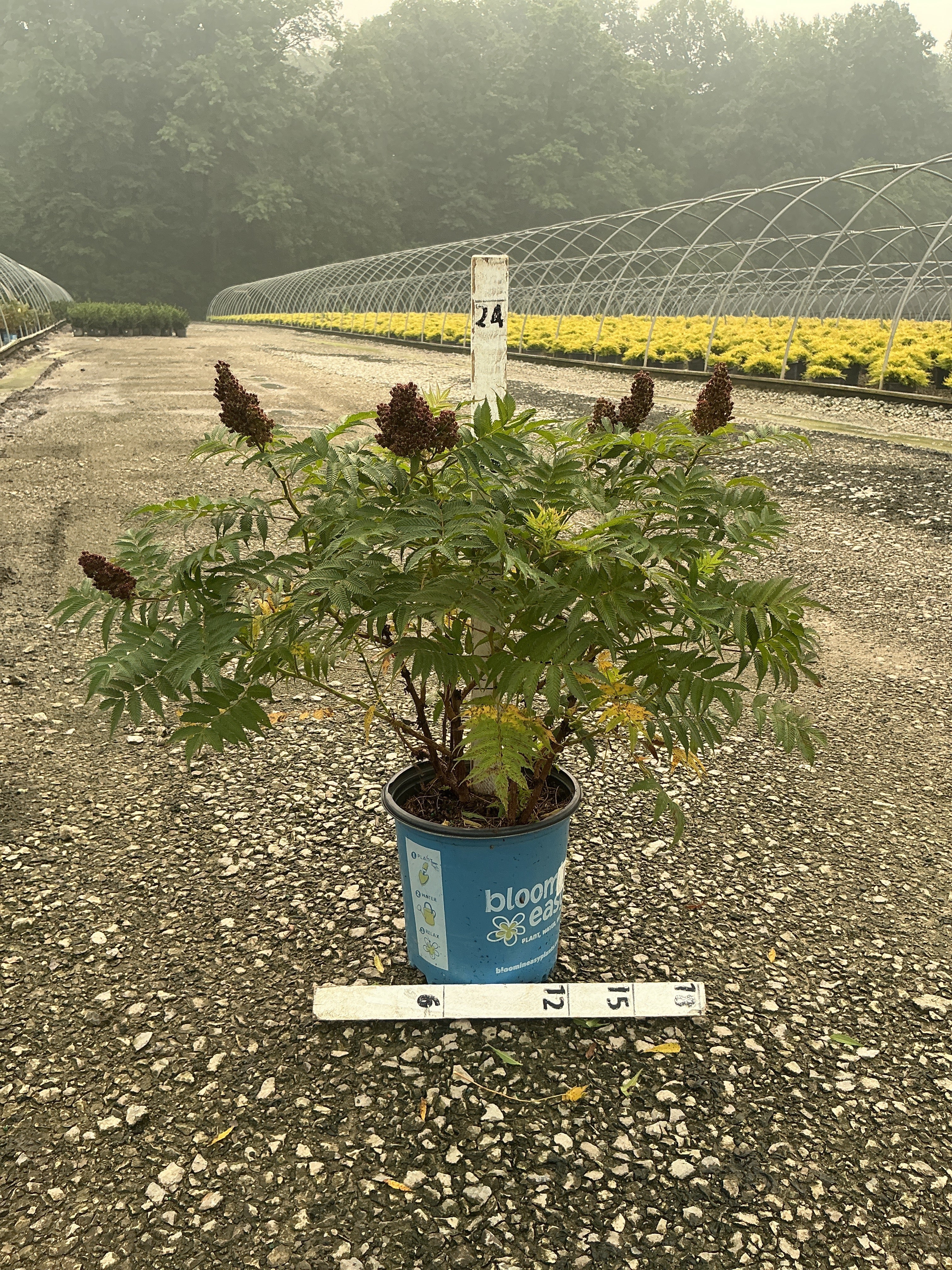 Sorbaria 'Cherry On Top'