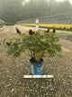 Sorbaria 'Cherry On Top'