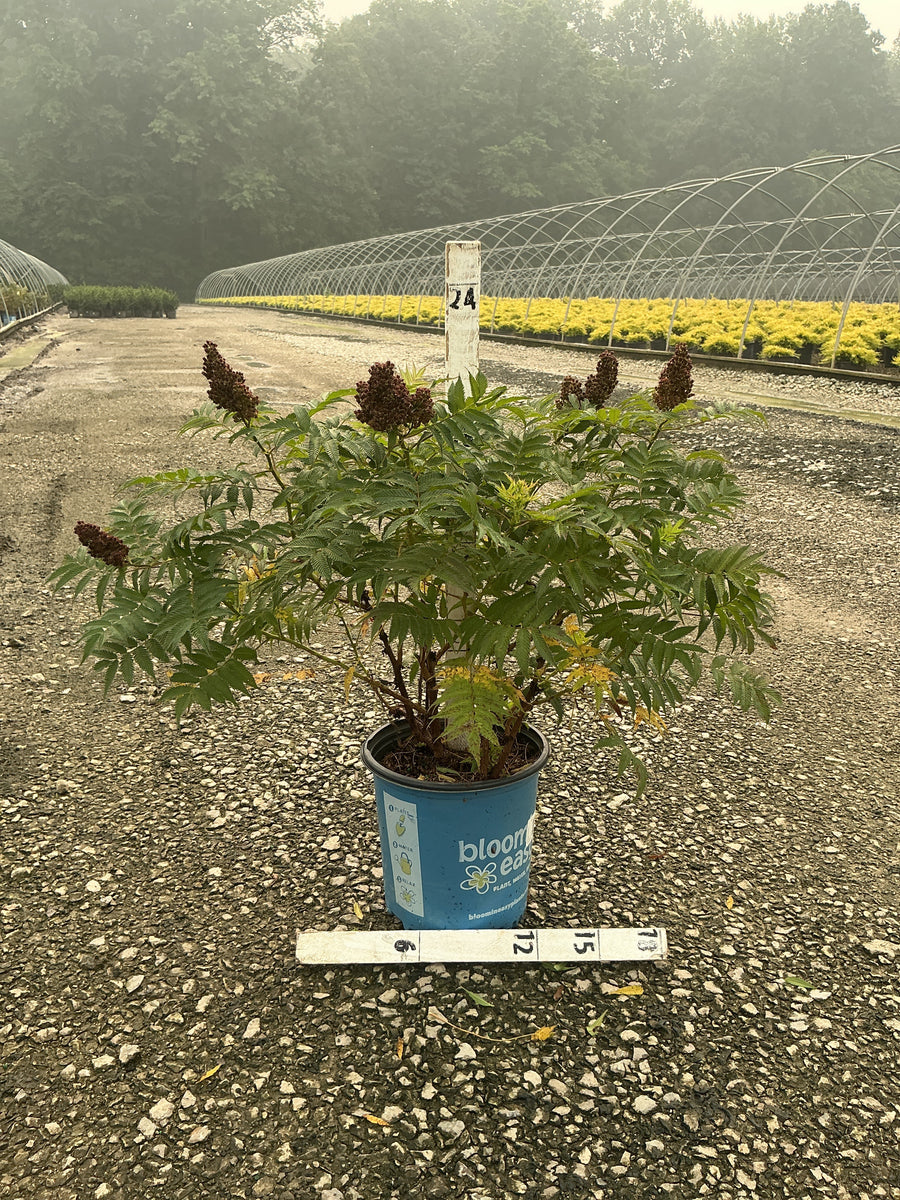 Sorbaria 'Cherry On Top' â€” G2  BE