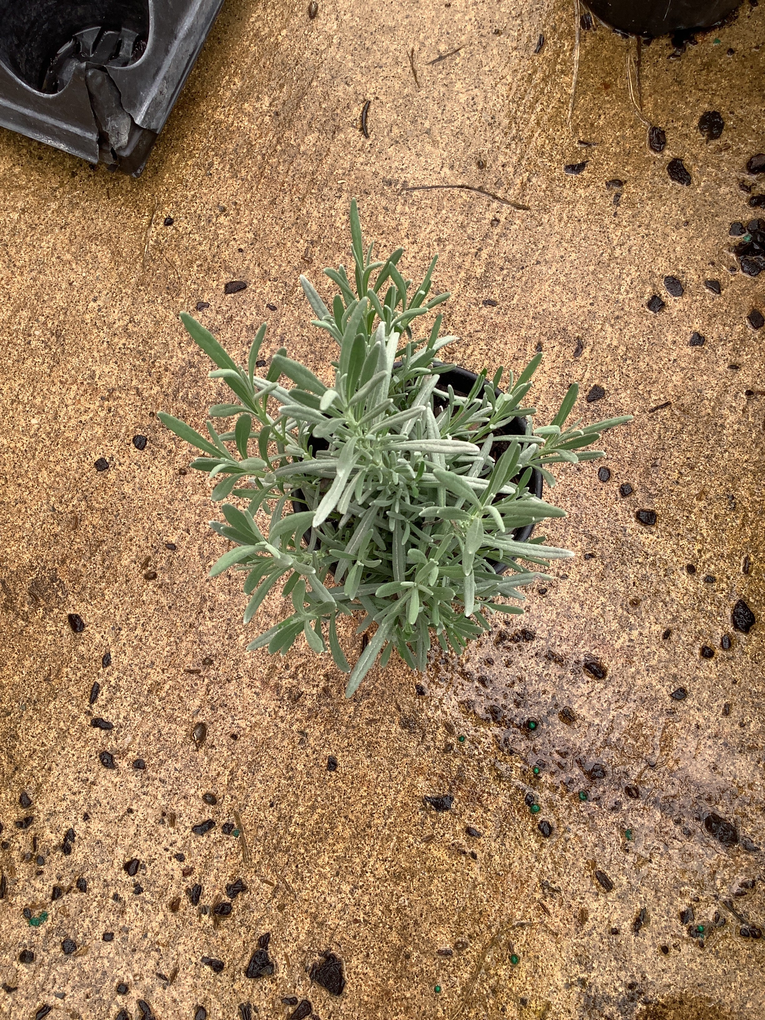 Lavandula x intermedia 'Phenomenal'