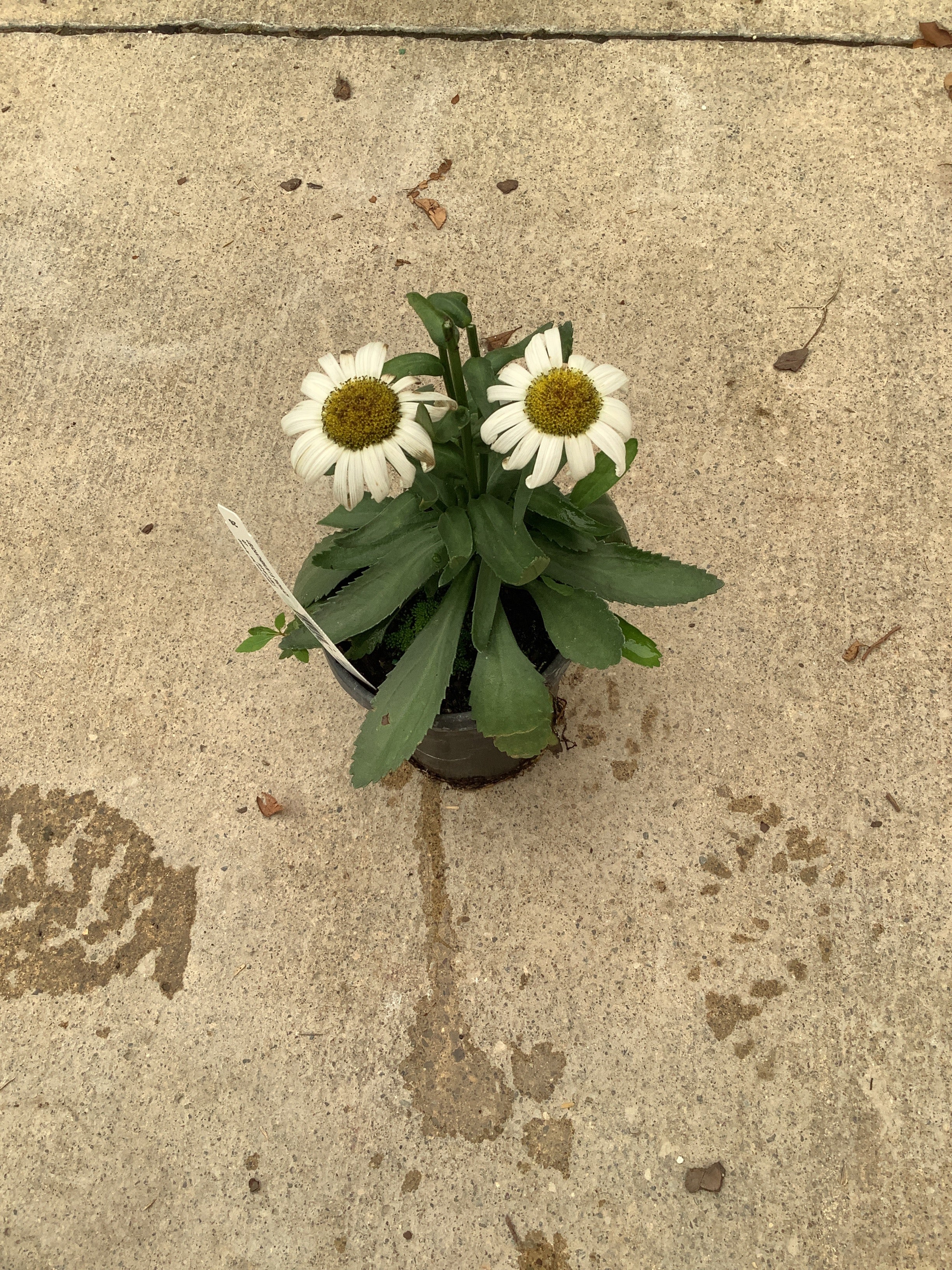 Leucanthemum x superbum 'Snow Lady'