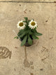 Leucanthemum x superbum 'Snow Lady'