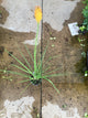 Kniphofia  'Mango Popsicle'