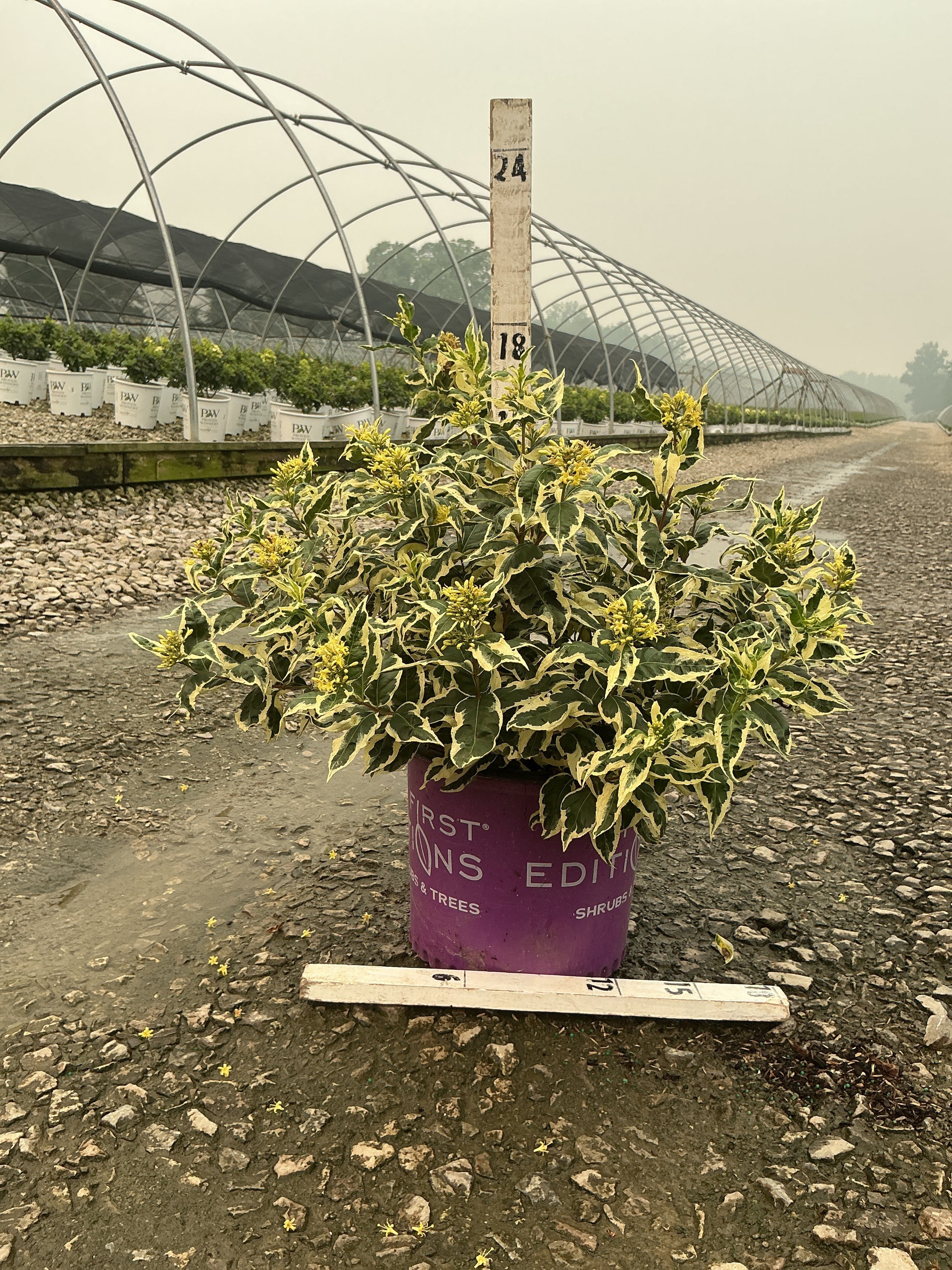 Diervilla sessilifolia 'LDPC Podaras'