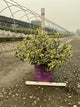 Diervilla sessilifolia 'LDPC Podaras'