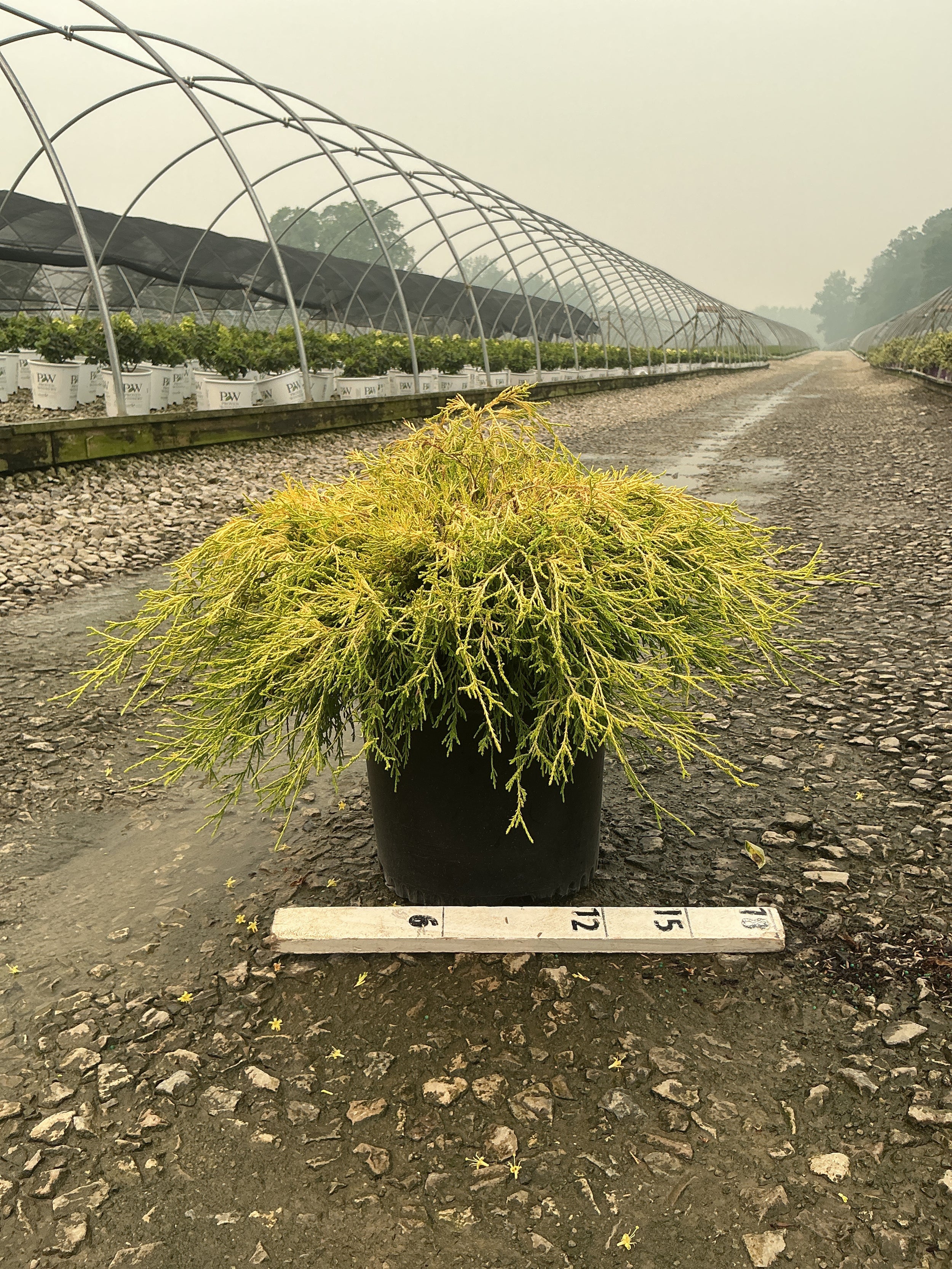 Chamaecyparis pisifera 'Mops'