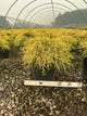 Chamaecyparis pisifera 'Mops'