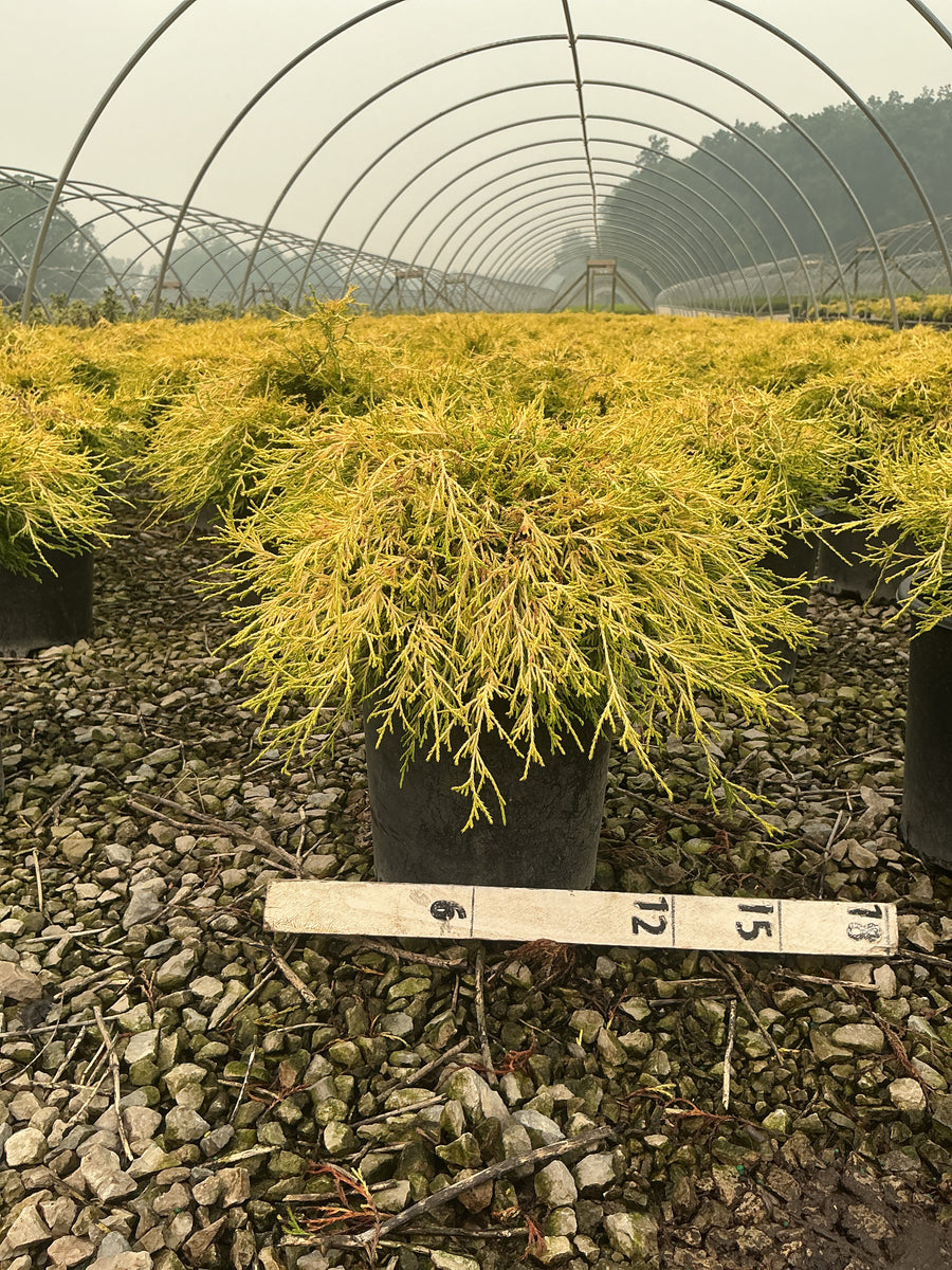 Chamaecyparis pisifera 'Mops' â€” G2 12