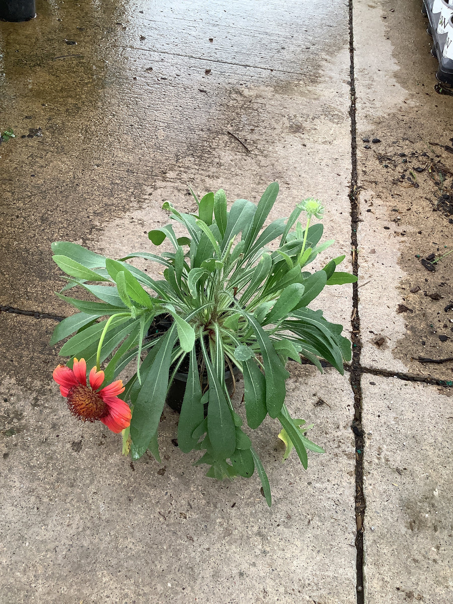 Gaillardia spintop 'Red' â€” QT