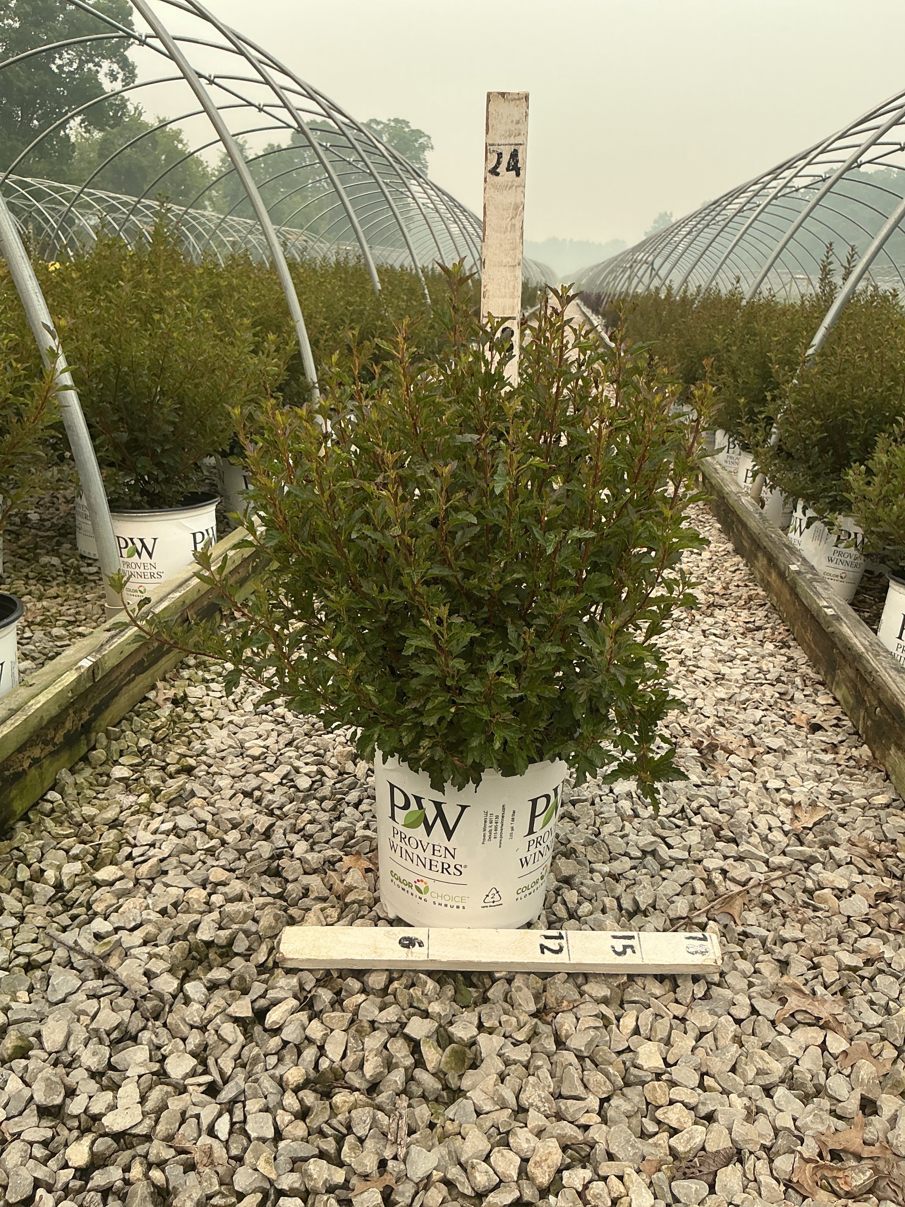 Physocarpus opulifolius 'SMPOTW'