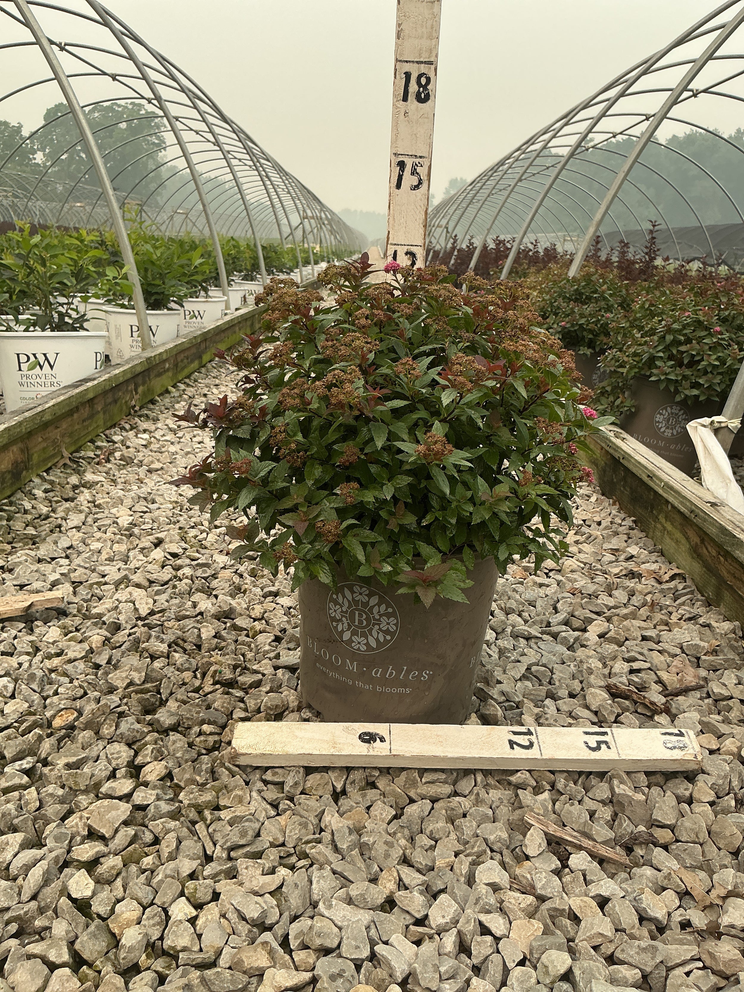 Spiraea empire 'Ice Dragon'