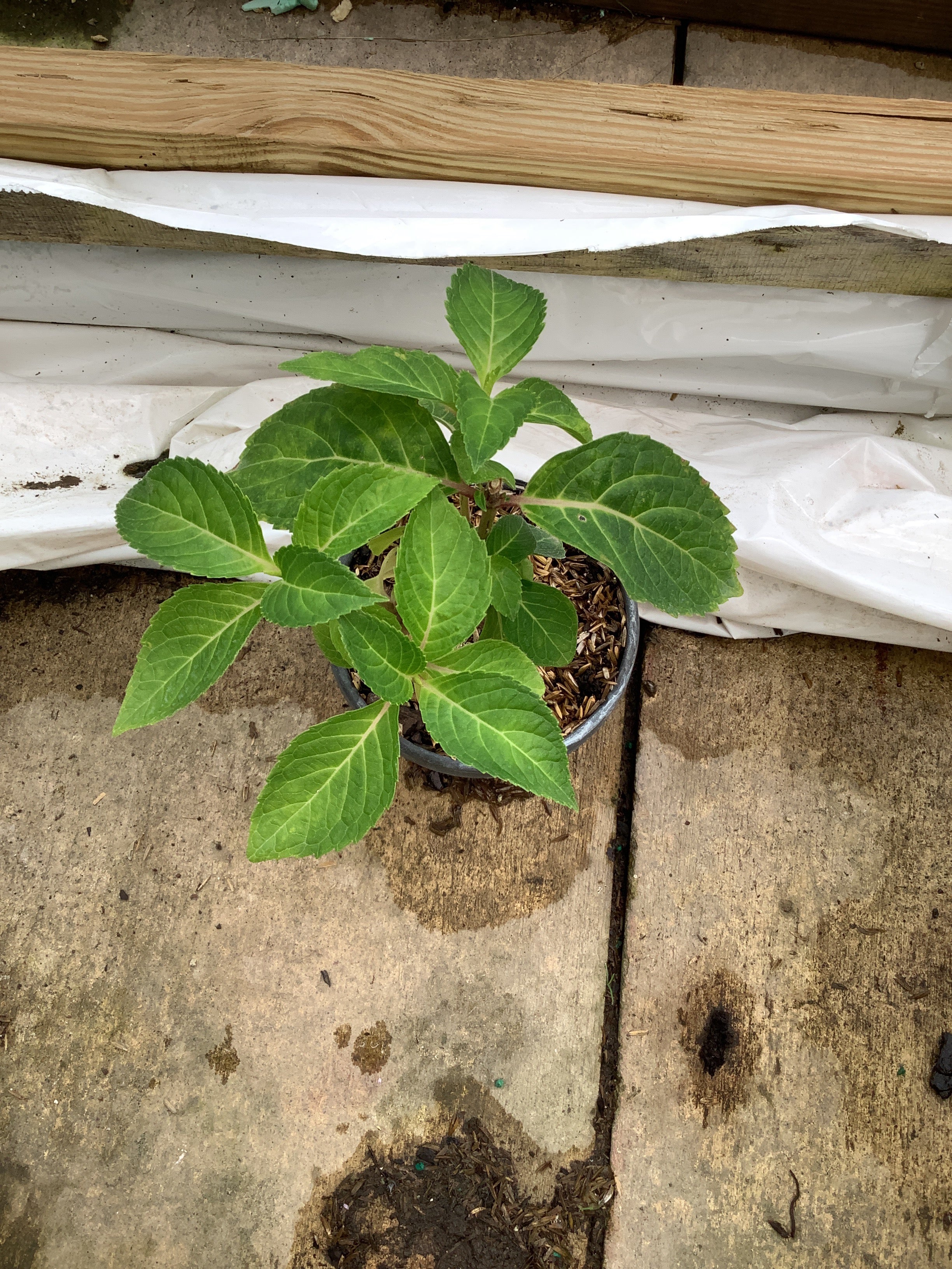 Hydrangea macrophylla 'Pop Star'