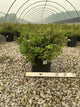 Spiraea japonica 'Little Princess'