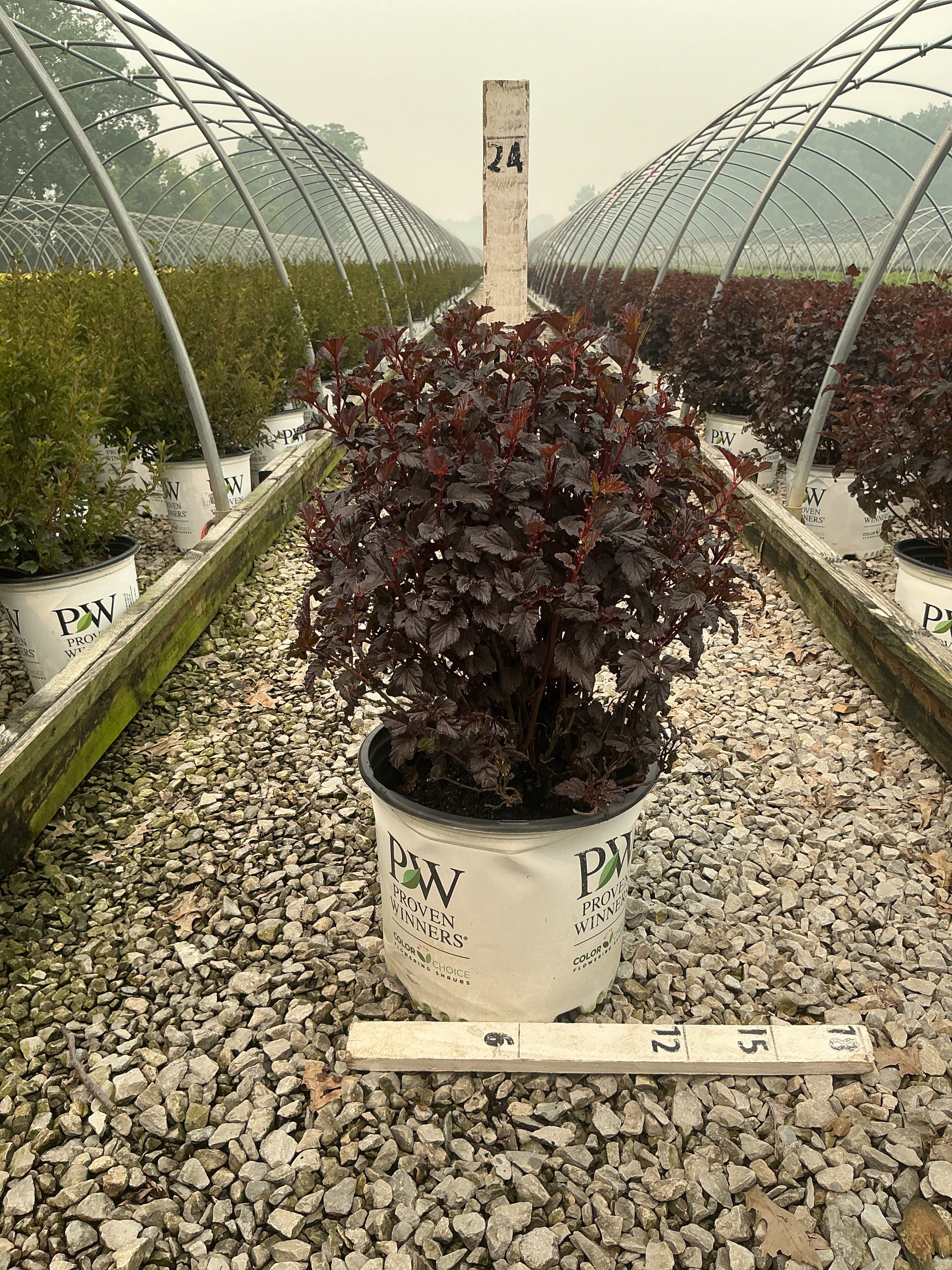 Physocarpus O 'Smr Wine Black'
