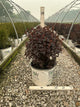 Physocarpus O 'Smr Wine Black'